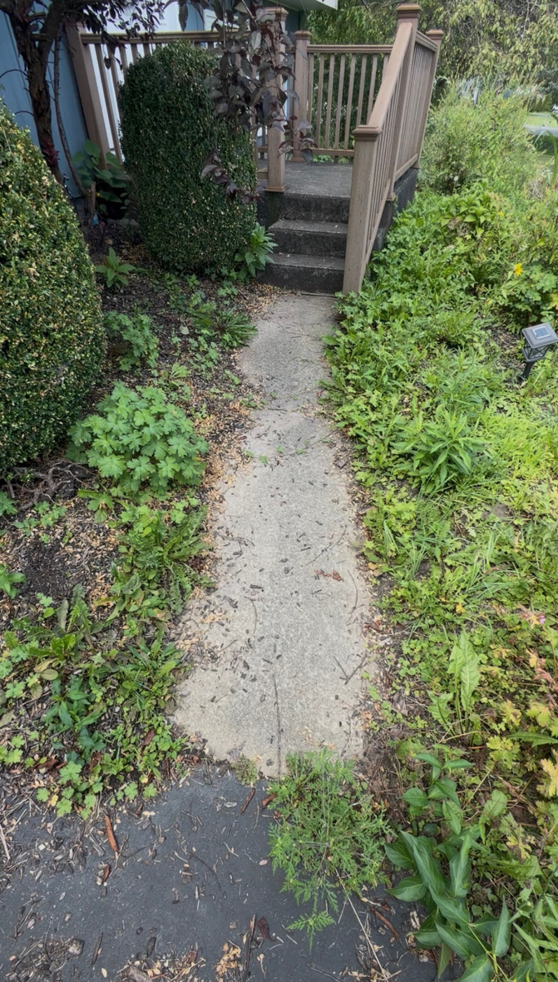 Overgrown front walkway cleared and edged — before