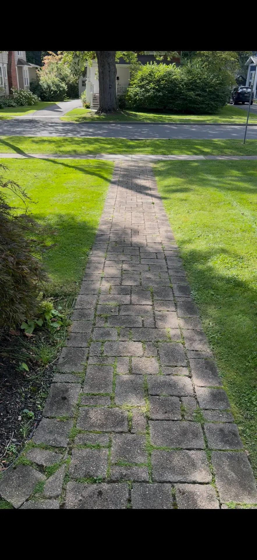 Mossy paver walkway cleaned, re-sanded, and restored — before
